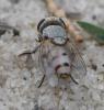 Craticulina sp.